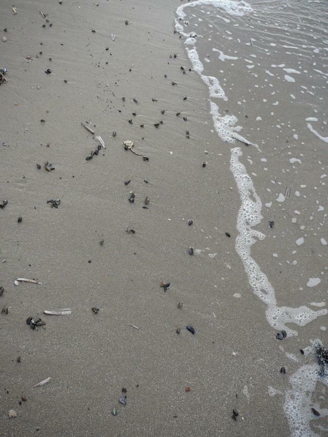 Strandslag Zanddijk 229 Julianadorp Aan Zee Luaran gambar